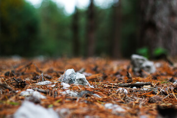 Obraz premium Defocus closeup fur and pine forest floor of crushed stones in mound or memorial. White rock, minerals, archeology, excavations. Outdoor, outside. Pine, needles,dry leaves. Out of focus