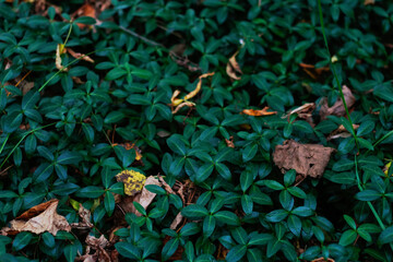 Defocus periwinkle plant (vinca minor) on autumn forest. Green textured close-up. Herbal natural fall background. Dry leaves on meadow. Wild plants. Out of focus