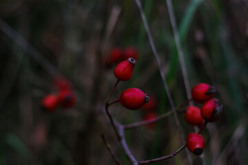 Defocus close-up red ripe berries on thin bush branches in park or forest. Holly plant (ilex verticillata) on autumn forest. Green textured close-up. Herbal natural fall dark background. Out of focus