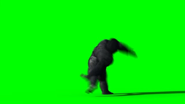 Fun dancing gorilla. Realistic fur. Green screen animation.
