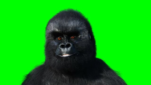 Funny speaking gorilla. Realistic fur. Green screen animation.