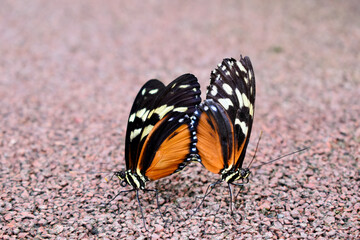 Closeup of two mating Tiger Longwing butterflies (ventral) on the ground, Butterfly Farm, Stratford-upon-Avon, England, UK	