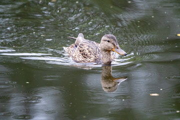 kaczka zwyczajna pływająca w ciemnej wodzie © Arkadiusz