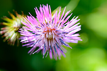 the thistle flower 