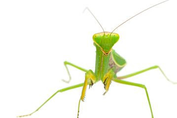 Green praying mantis isolated on white background - obrazy, fototapety, plakaty