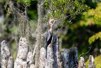 Anhinga Looking At A Wasp Nest