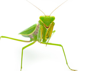 Green praying mantis isolated on white background