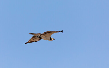 Gliding Osprey