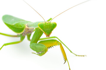 Green praying mantis isolated on white background