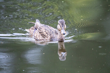kaczka zwyczajna pływająca w ciemnej wodzie © Arkadiusz