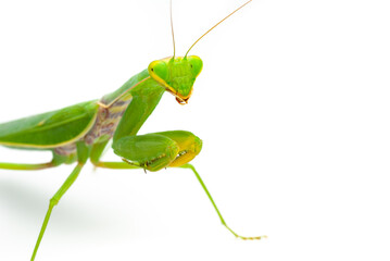 Green praying mantis isolated on white background