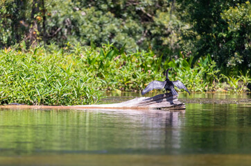 Sunbathing Anhinga 