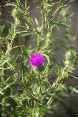 Single purple blossom of a blooming thistle plant