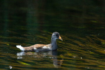 Common Gallinule Chick, Wakulla Springs, FL