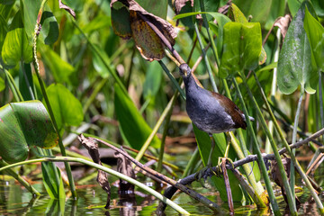 Common Gallinule Hen
