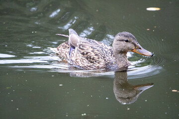 kaczka zwyczajna pływająca w ciemnej wodzie © Arkadiusz