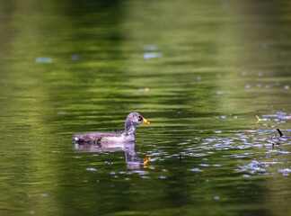 Swimming Common Gallinule Chick 