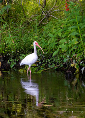 Wading White Ibis