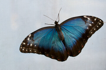 Closeup of a Blue Morpho butterfly (dorsal) on white background, Butterfly Farm, Stratford-upon-Avon, England, UK