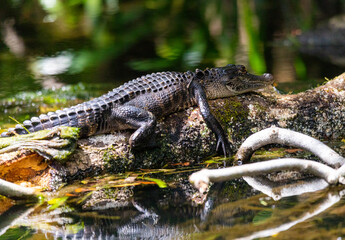 Juvenile American Alligator Sunbathing on a Log