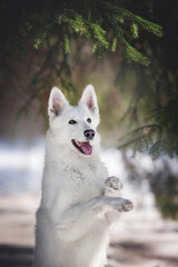 A white Swiss shepherd dog performing a trick against the backdrop of a bright winter landscape. The mouth is open