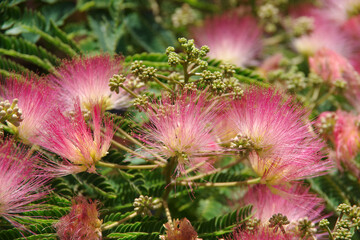 Pink blossoms of a mimosa tree in summer