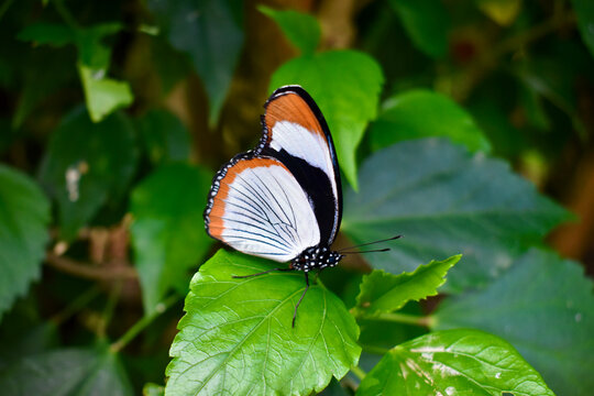 Closeup of a Red Spot Diadem butterfly (ventral) on a leaf, Butterfly Farm, Stratford-upon-Avon, England, UK