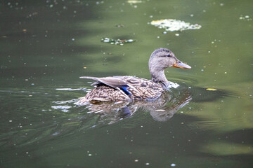 kaczka zwyczajna pływająca w ciemnej wodzie © Arkadiusz