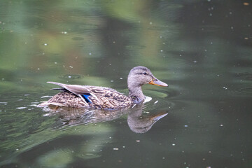 kaczka zwyczajna pływająca w ciemnej wodzie © Arkadiusz