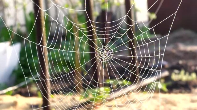 The cobweb sways in the wind. The spider weaved a web in the early morning on the branches. The sun's rays make their way through the openwork threads.