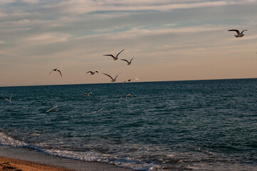 seagulls at the beach