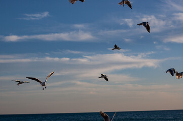 seagulls in the sky
