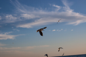 Fototapeta na wymiar seagulls in the sky