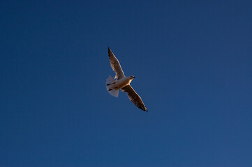 seagull in flight