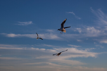 seagulls in flight