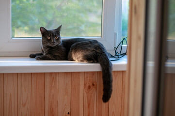 cat on window sill