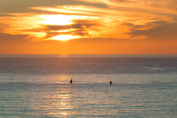 birds and sunset on the beach