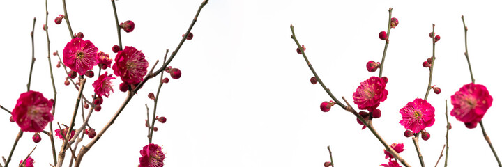 赤い梅の花のワイド写真