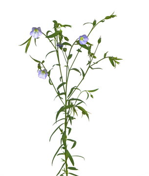 Flax. Plant with flowers.
Linum (flax) is a genus of approximately 200 species  in the flowering plant family Linaceae.