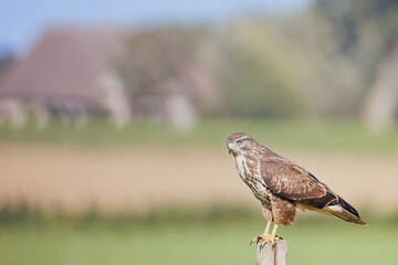 Common Buzzard - Buteo buteo