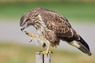 Common Buzzard - Buteo buteo