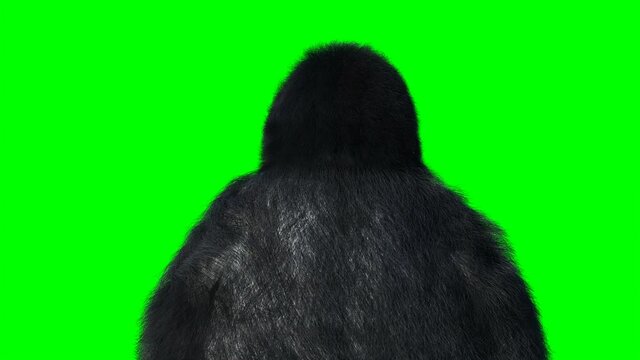 Funny gorilla. Realistic fur. Green screen animation.