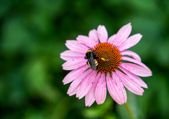 Bee rests on a pink flower.