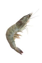 pacific white shrimp isolated on white background.