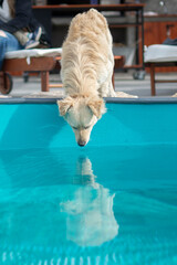 Dog, puppy, animal, doggie