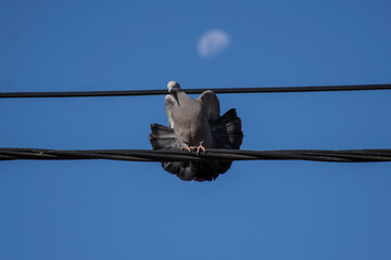 Bird, pidgeon, blue, cable, tail, feather