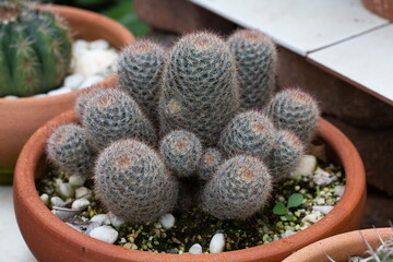 cactus plant on pot for home decoration.