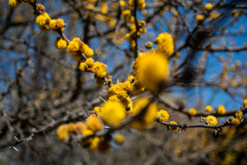 yellow flowers, spring, tree, nature, plant