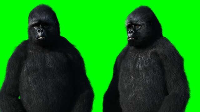 Sadly speaking gorilla. Realistic fur. Green screen animation.