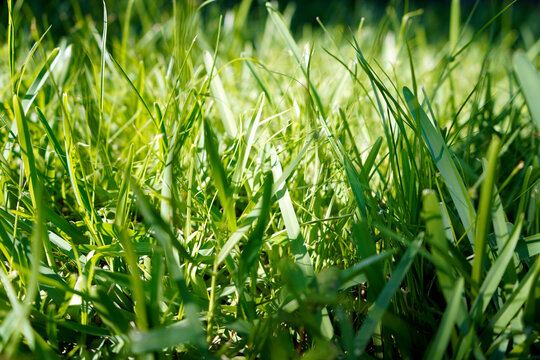 Close up of a lawn full of Bermuda grass.